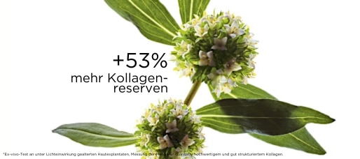 514x228 Mitracarpus.jpg Mitracarpus‑Pflanze als Wirkstoffvisualisierung für +53 % mehr Kollagenreserven und festere Haut